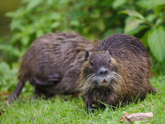 Coypu photo 2