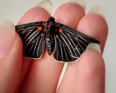 Melanis cephise