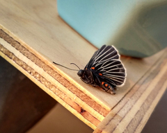 Melanis cephise