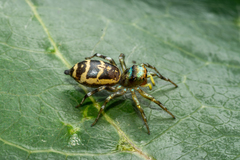 Cosmophasis squamata