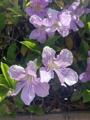 Magnoliopsida