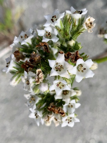 Hairy yerba santa (Eriodictyon trichocalyx)