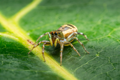 Cosmophasis squamata