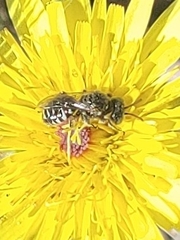 Perdita malacothricis