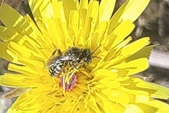 Perdita malacothricis