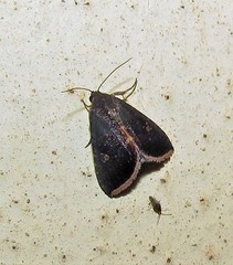 Micrathetis canifimbria