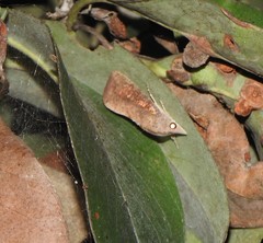 Hypocala guttiventris