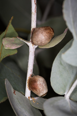 Doratifera vulnerans