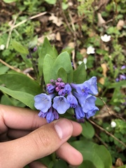 Mertensia virginica