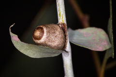 Doratifera vulnerans