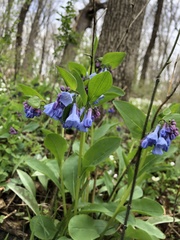 Mertensia virginica