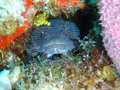 Sanopus splendidus