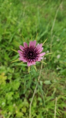 Tragopogon porrifolius
