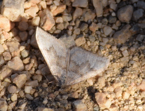 Zenophleps pallescens