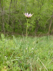 Tragopogon porrifolius