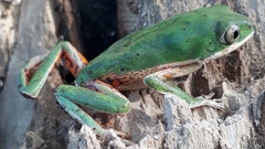 Pithecopus hypochondrialis