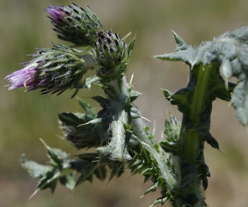 Pteracanthus
