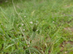 Tragopogon porrifolius