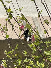 Xylocopa californica