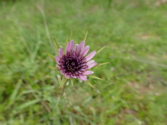 Tragopogon porrifolius