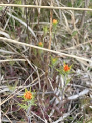 Castilleja coccinea
