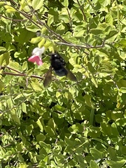 Xylocopa californica