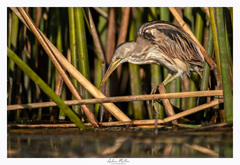 Ixobrychus involucris