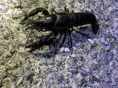 Procambarus alleni