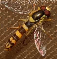 Sphaerophoria scripta