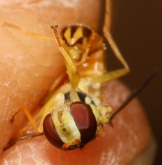 Sphaerophoria scripta