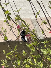 Xylocopa californica