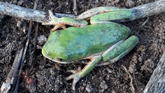 Pithecopus hypochondrialis