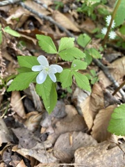 Anemonoides lancifolia
