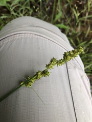 Carex triangularis