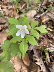 Anemonoides lancifolia