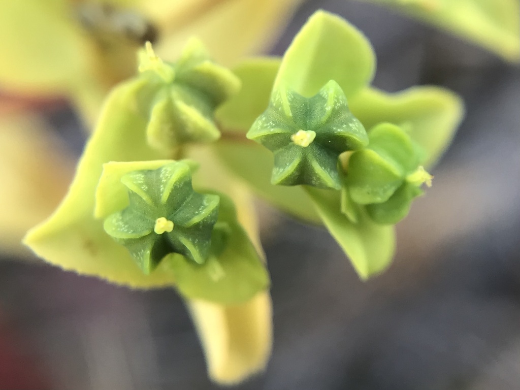 Euphorbia pterococca