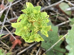 Euphorbia pterococca
