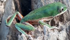 Pithecopus hypochondrialis