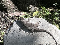 Sceloporus occidentalis