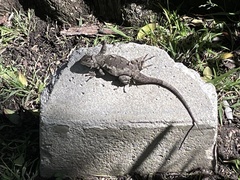 Sceloporus occidentalis