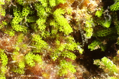 Caulerpa webbiana