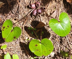 Hexastylis rhombiformis