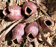Hexastylis rhombiformis