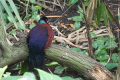 Pheasant Pigeon photo 3