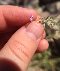 Hedeoma oblongifolia