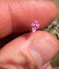 Hedeoma oblongifolia