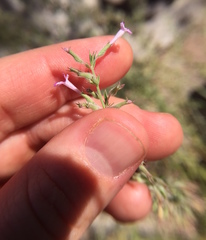 Hedeoma oblongifolia