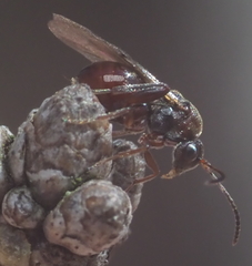 Callirhytis elliptica