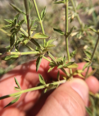 Hedeoma oblongifolia