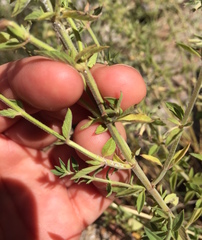 Hedeoma oblongifolia